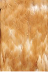 Photo Textures of Animals Skin